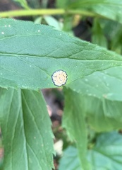 Asteromyia carbonifera