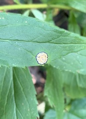 Asteromyia carbonifera