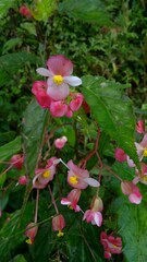 Begonia incarnata