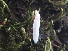 Antaeotricha albulella