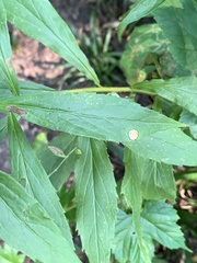 Asteromyia carbonifera