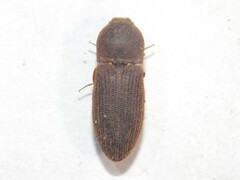 Agrypnus rectangularis