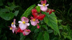 Begonia incarnata