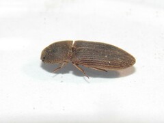 Agrypnus rectangularis
