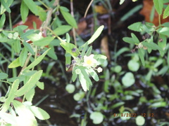 Sida rhombifolia