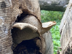 Cerioporus squamosus