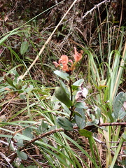 Macleania