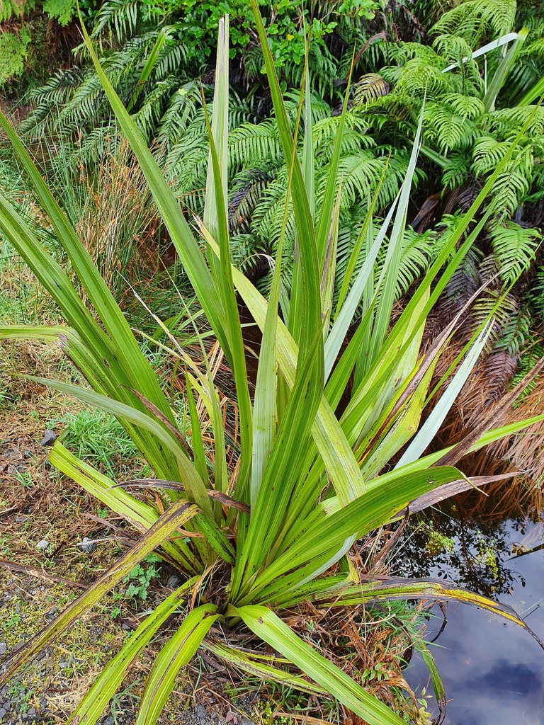 Swamp Astelia