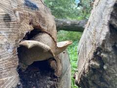 Cerioporus squamosus