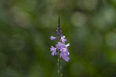 Verbena halei