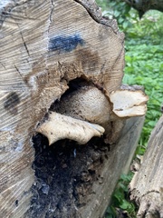 Cerioporus squamosus