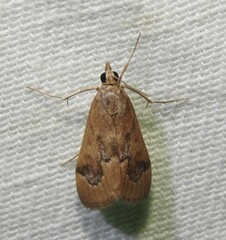 Loxostege typhonalis