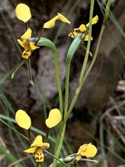 Diuris maculata