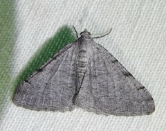 Digrammia setonana