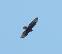 Buteo brachyurus