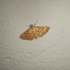 Ommatospila narcaeusalis