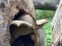 Cerioporus squamosus