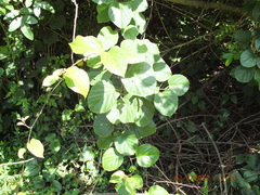 Cissus verticillata