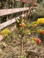 Oenothera elata hirsutissima