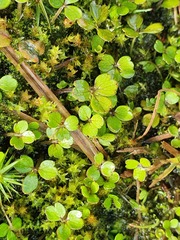 Azorella nitens