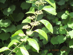 Cissus verticillata