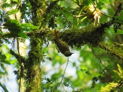 Anabacerthia striaticollis