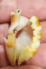 Monoplex pilearis