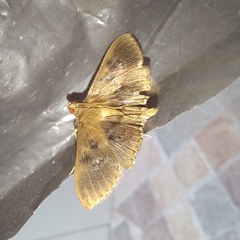 Spilomelinae