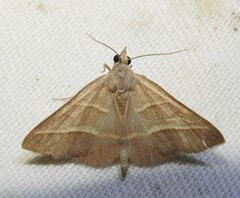 Hemeroplanis parallela