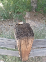 Megatibicen dealbatus