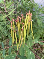 Apocynum androsaemifolium