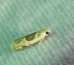 Battaristis cyclella