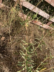 Oenothera elata hirsutissima