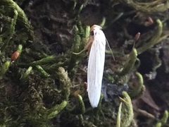 Antaeotricha albulella