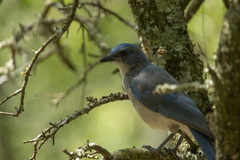 Aphelocoma wollweberi