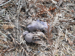 Hydnellum fuscoindicum