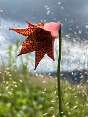 Lilium grayi