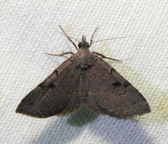 Nychioptera noctuidalis