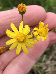 Senecio madagascariensis
