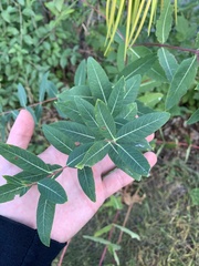 Apocynum androsaemifolium