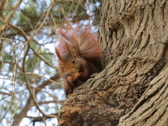 Sciurus vulgaris