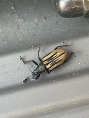 Diaprepes abbreviatus