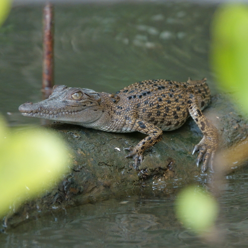 Saltwater crocodile
