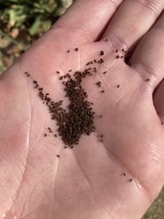 Oenothera elata hirsutissima