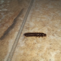 Lagria villosa