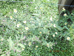 Sida rhombifolia