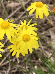 Senecio madagascariensis