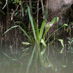 Crinum pedunculatum