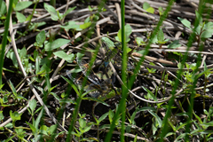 Anax parthenope