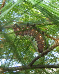 Eacles imperialis pini